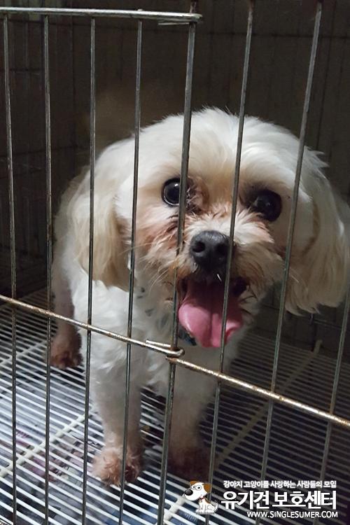 천안유기동물보호소에 있는 중성화된 말티즈 남아 새가족찾습니다~
