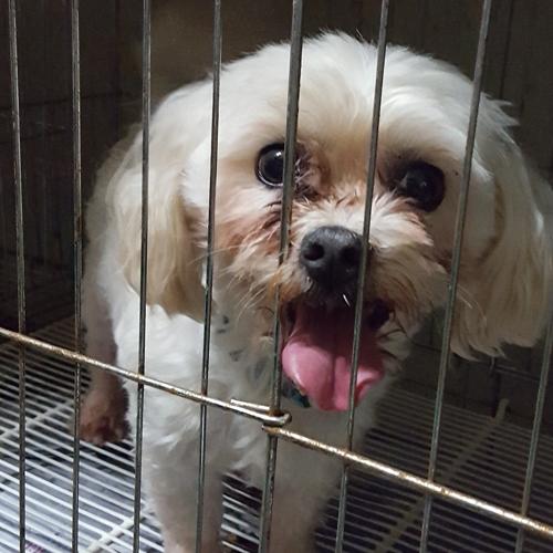 천안유기동물보호소에 있는 중성화된 말티즈 남아 새가족찾습니다~