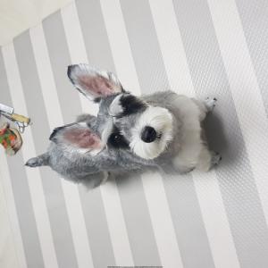 병점에서 슈나우져 찾습니다