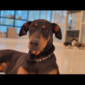 도베르만콜라찾아요