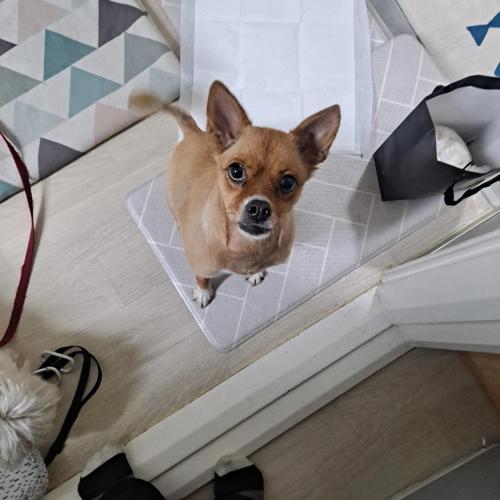 믹스견  보호중입니다