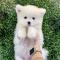 사모예드분양 천사 같은 강아지