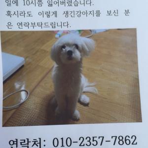 구로구 구로동 말티즈 강아지(흰 강아지) 찾습니다