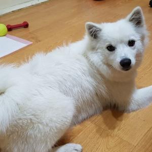 일산 마두 스피츠 여아 보호중