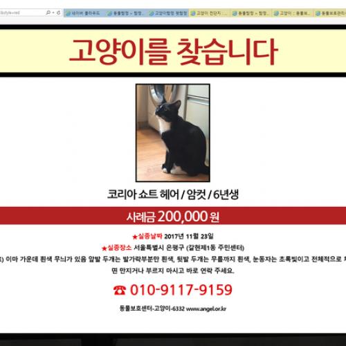 은평구 갈현제1동 주민센터 코숏 고양이 찾습니다.