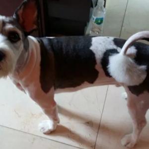 ((사례해드립니다))인천 남동공단 점박이 강아지 찾아요