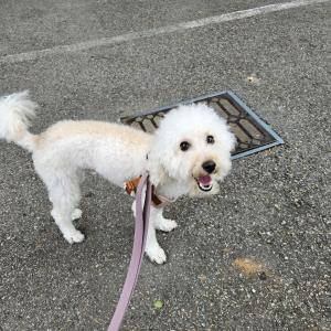 흰색 마른푸들 4키로정도  김해구산동