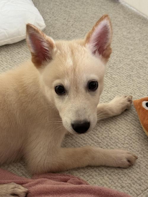 크림이의 가족을 찾습니다