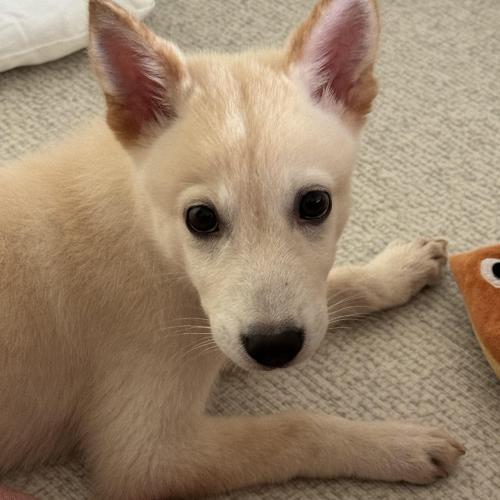 크림이의 가족을 찾습니다