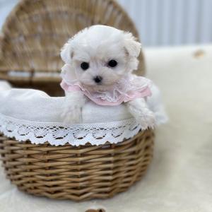 [25만원] 말티즈같은 말티푸 공주에요 ❤