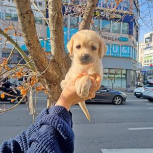 강아지분양 김포강아지분양 래브라도리트리버분양 억울한듯한 귀여운 외모로 많은 사랑을 받고 있는 리트리버 아가몽 분양합니다!