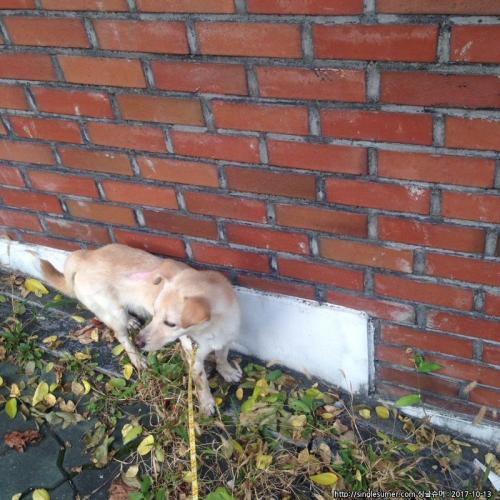 종로구 명륜동(성균관대 후문 근처) 믹스견 보호하고 있습니다.