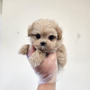 크림말티푸분양 2개월령 왕자님 모색이 진짜 미쳤어요