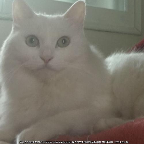 고양이를 찾습니다ㅠ