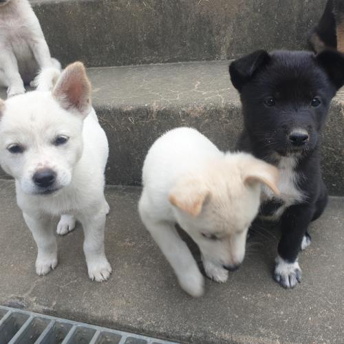 시골집 믹스견 강아지  무료 분양해요