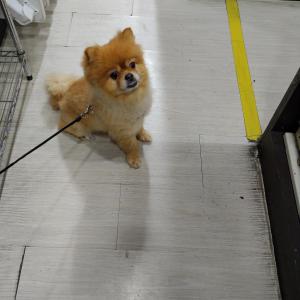 성수동 소문난 감자탕집 앞 갈색털의 포메라니안 수컷 찾습니다!