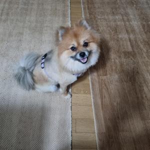 평택 소사벌리더스하임 주인 찾아요!