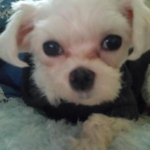 내유동에서 잃어버린 말티즈 보리를 찾습니다.