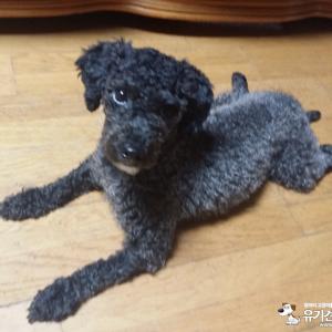 검은색 푸들을 찾습니다. 동대문 종로구 지역