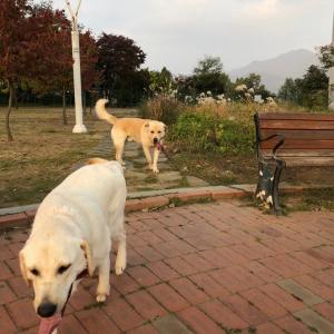 리트리버 찾아요 화도읍 금남리