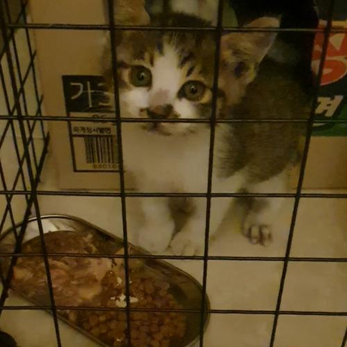 고등어 코숏(2개월미만)