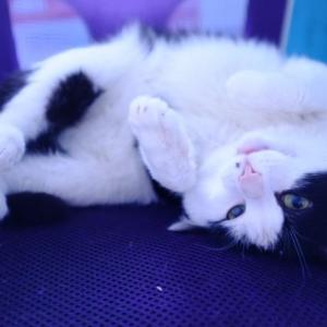 진주 일반성면 고양이 찾습니다