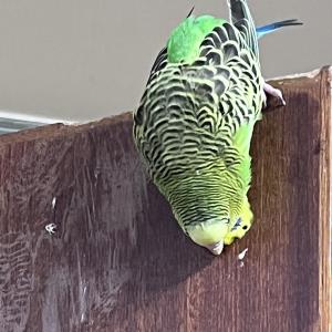 앵무새 야옹이 찾아주세요