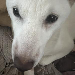 시바견 강아지를 찾습니다