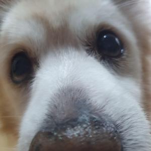 저희 봉식이를 찾습니다