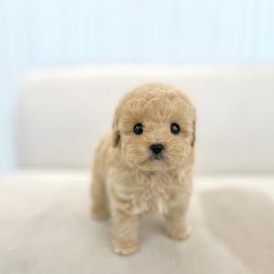 미니두들 60만원!!