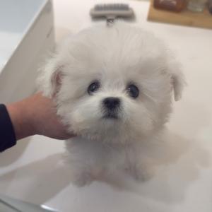 미니비숑 예약취소로 새로운 가족 기다리고 있어요ㅠㅠ