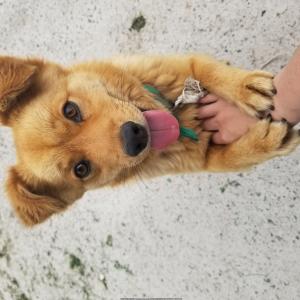 경주시 현곡면 복동이를 찾습니다.