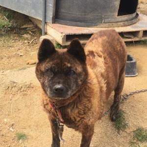 저희집 개를 찾습니다