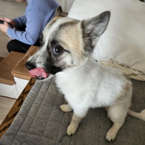 스피치 2세 여아