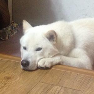 [충남, 홍원항] 풍이를 찾습니다. (흰색 풍산개, 검정색 RFID 목걸이 착용)