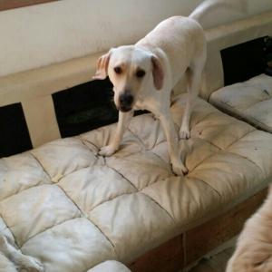 래브라도리트리버 풍풍이를 찾습니다.