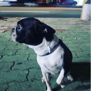 김해 어방동삼정동 보스턴테리어찾아요