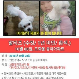 도화동말티즈찾아요