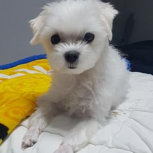 인천남동구만수5동에서 잃어버린 말티즈를찾습니다