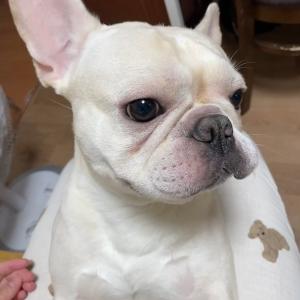 프렌치불독 찾습니다