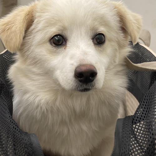 스피츠+보더콜리 믹스 여자아가 입양 보내요