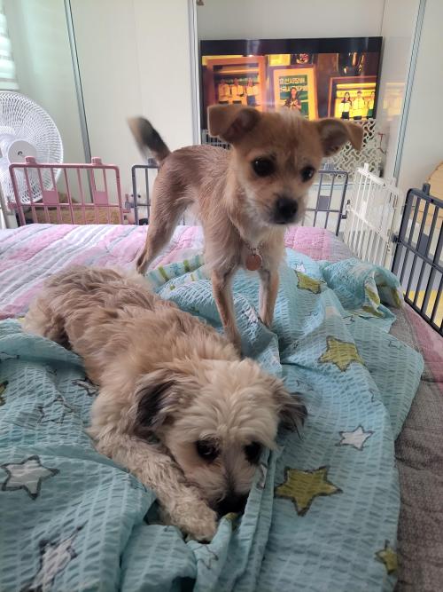 7개월된 강아지 두마리 분양해요