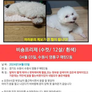 강아지를 찾습니다