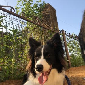 보더콜리를 찾습니다