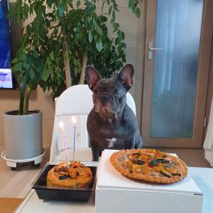 프렌치불독(그레이) 찾아요