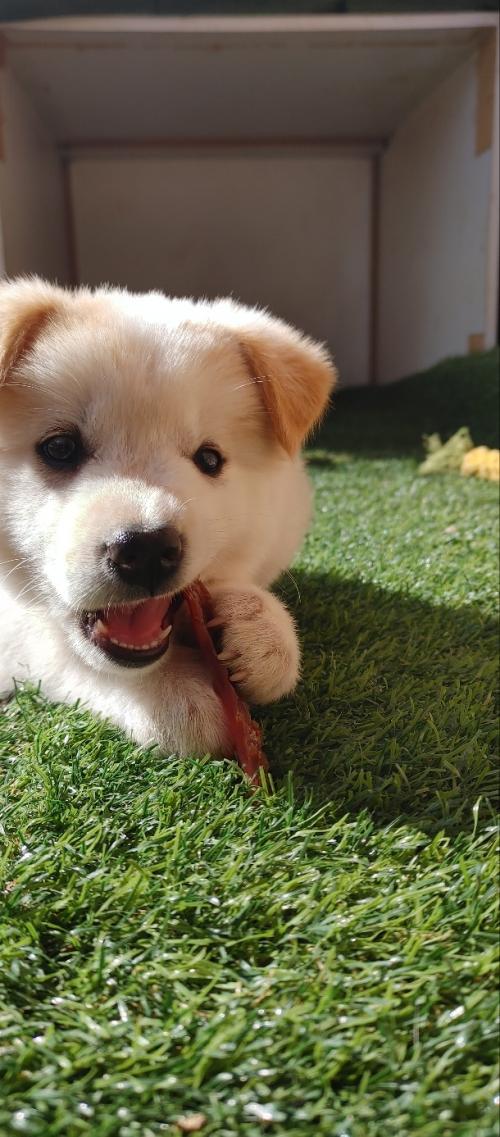 시골강아지 무료분양(전북 김제)