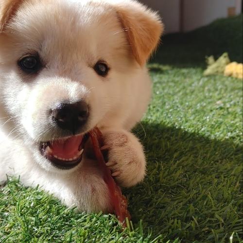 시골강아지 무료분양(전북 김제)