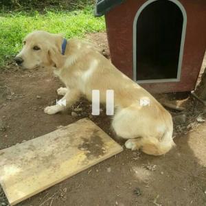 해피를 찾습니다