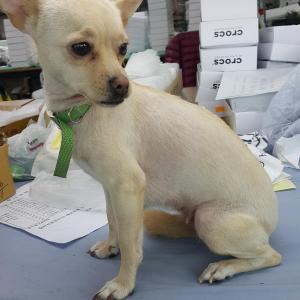 대구 믹스견 여아 찾습니다