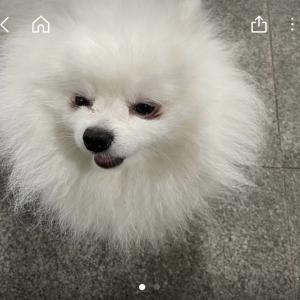 상무지구 흰색 포메